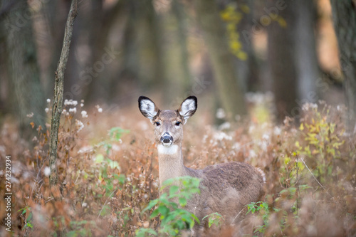 A female Whitetail Deer stares at the camera in the soft overcast light in the forest.