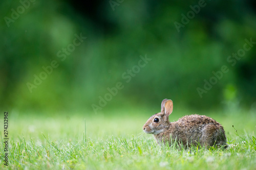 A light brown Eastern Cottontail Rabbit sitting in the short and bright green grass in soft overcast light with a smooth green background.