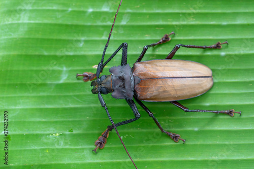 Giant Fijian longhorn beetle from island Koh Phangan, Thailand. Closeup, macro. Giant Fijian long-horned beetle, Xixuthrus heros is one of largest living insect species.Large tropical beetle species photo