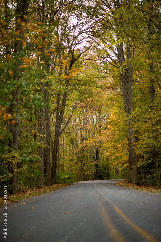A paved road curves away into a colorful scene of autumn yellow, orange and green  colored leaves.