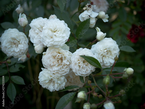 Beautiful rose Bush © Yevhen
