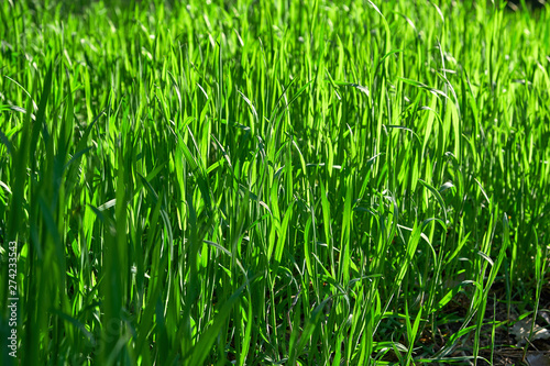 fresh green grass with long leaves in the park in the afternoon