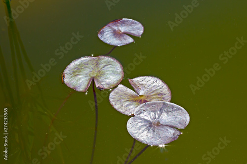 Water lily leaves in pond