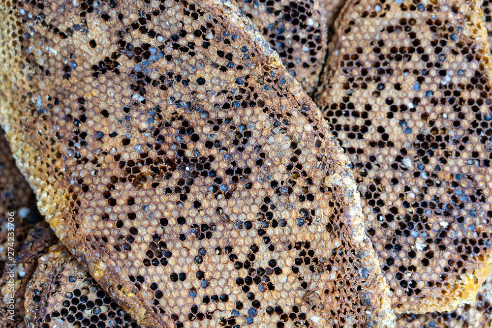 Close up view of honeycomb with sweet honey from wild bees. Piece of honeycomb with sweet honey as background. Indonesia Close up view of honeycomb with sweet honey from wild bees. Piece of honeycomb with sweet honey as background. Indonesia