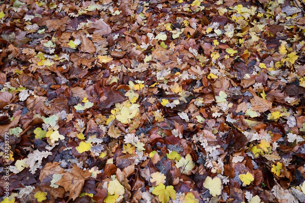 Colorful fall leaves are covering ground after rain. Wet autumn leaf textures. Brown oak leaves and yellow maple foliage background. Seasonal backdrop.  