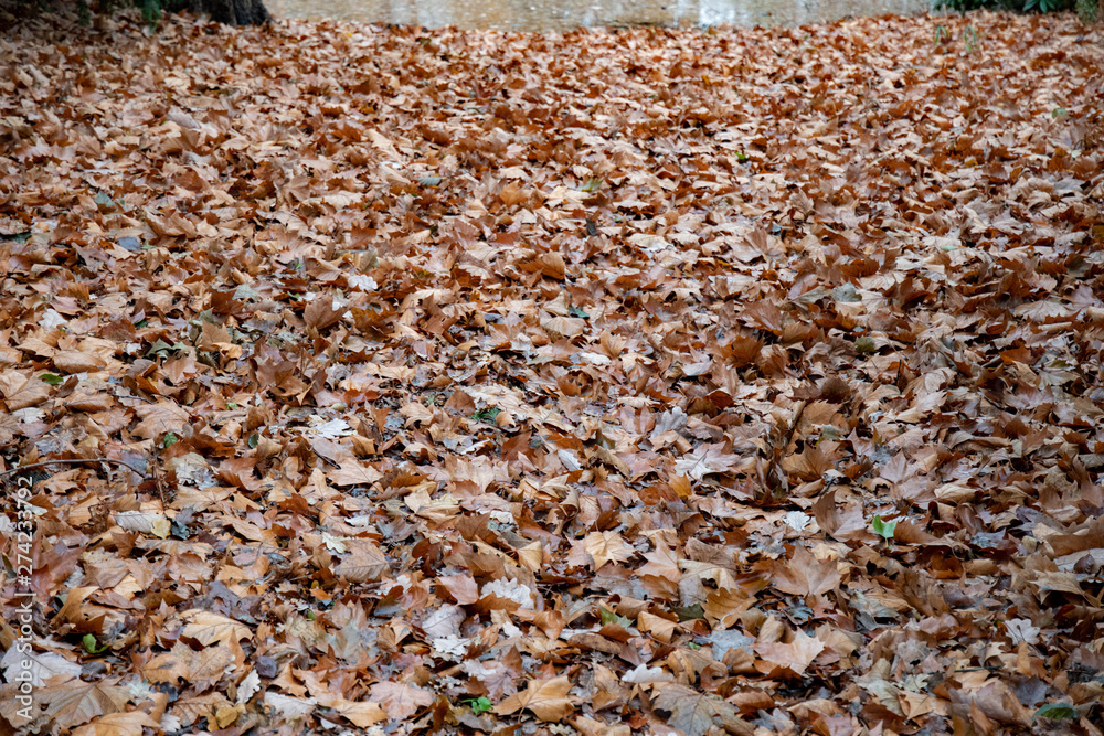 A lot of fall leaves covered ground in park of Berlin Germany. Dry leaf textures. Brown oak leaves and yellow maple leaves background. Autumn foliage backdrop. A lot of fall leaves covered ground in park of Berlin Germany. Dry leaf textures. Brown oak leaves and yellow maple leaves background. Autumn foliage backdrop.