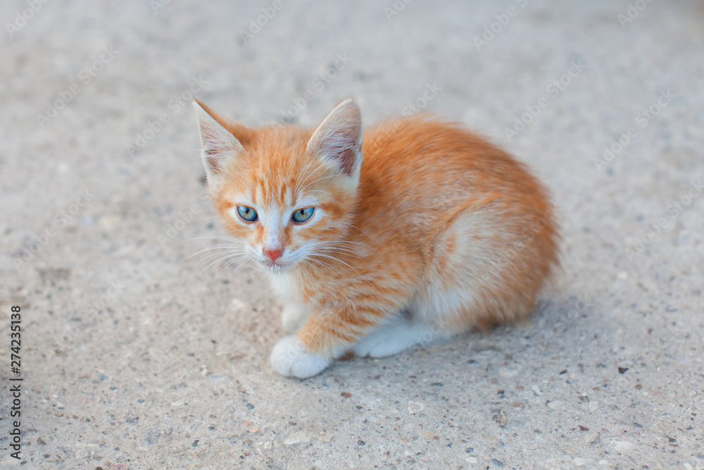 Redhead kitten with blue eyes at street. Lonely cat. Ginger kitty, Redhead kitten with blue eyes at street. Lonely cat. Ginger kitty,