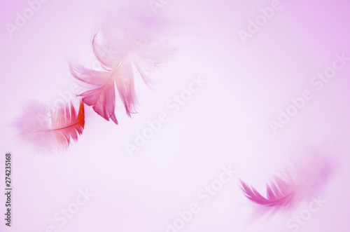 Pink background with soft flying feathers.