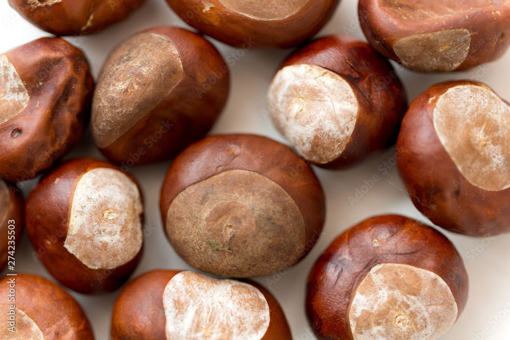nature, season and botany concept - close up of horse chestnuts on white background nature, season and botany concept - close up of horse chestnuts on white background