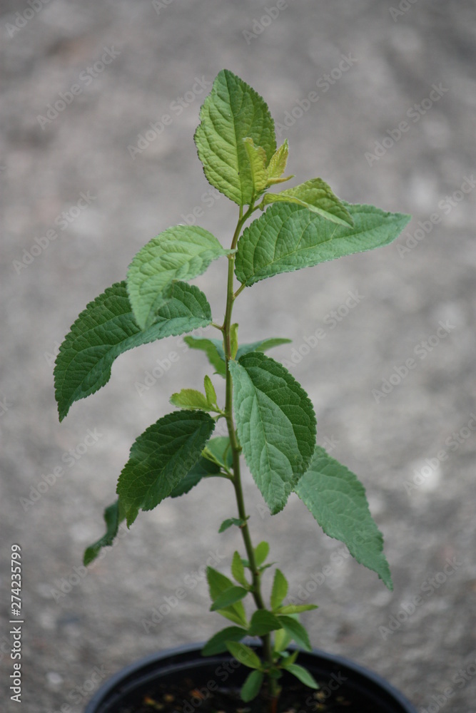 Apfelbaum Jungpflanze Apfelbaum Jungpflanze