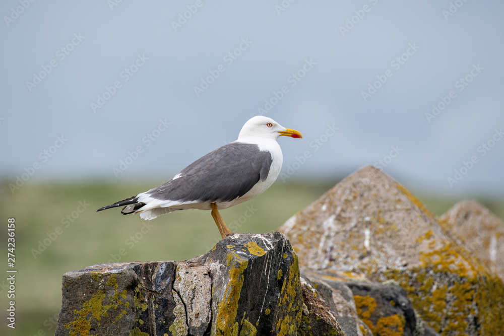 Lesser Black-back Gull (Larus fuscus) along a cliff on the Shetland Islands Lesser Black-back Gull (Larus fuscus) along a cliff on the Shetland Islands