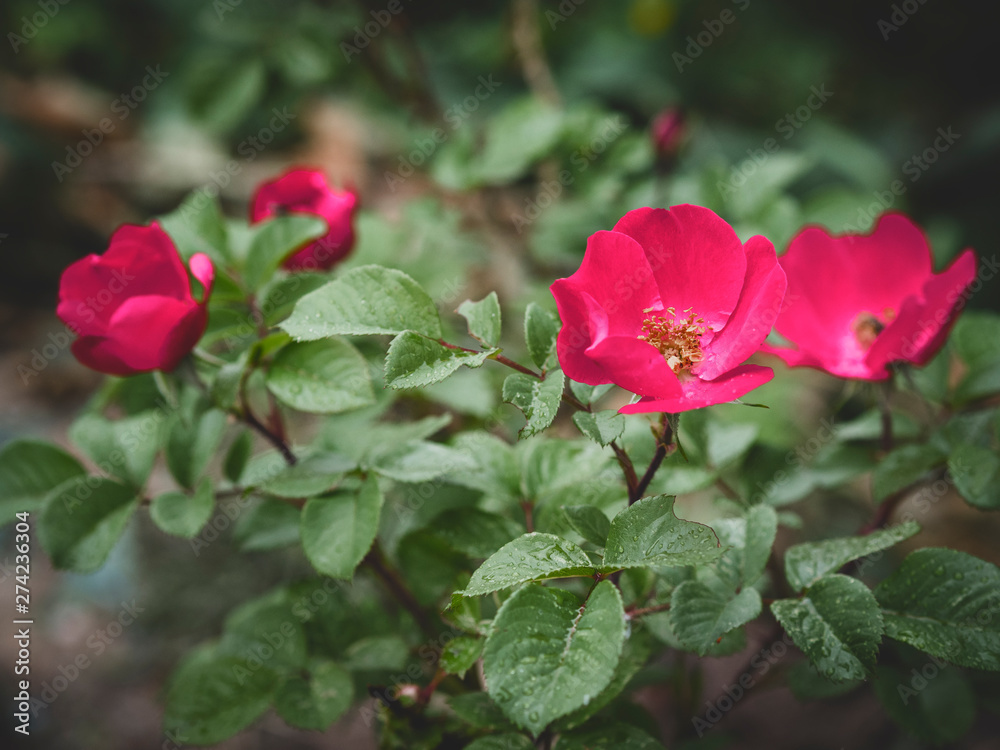 Beautiful rose Bush