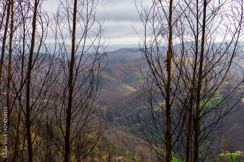 State of forests and valleys after the disaster and fires in Monchique. Portugal.