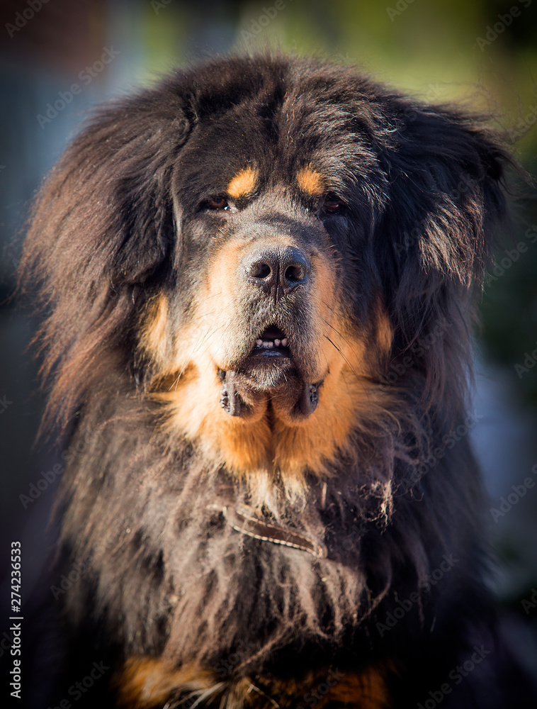 Fototapeta premium big dog.