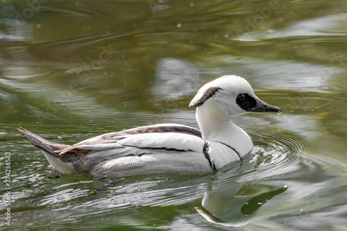 Close up of Smew (Mergellus albellus). Wildlife animal. photo