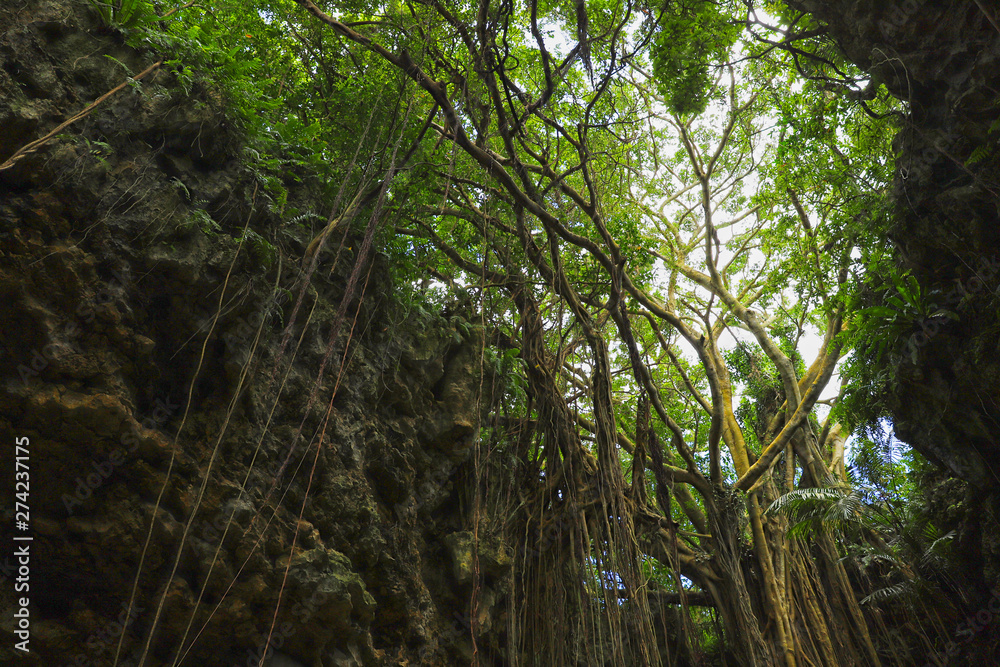 Naklejka premium 【沖縄県 日本の観光名所】ガンガラーの谷のウフシュガジュマル