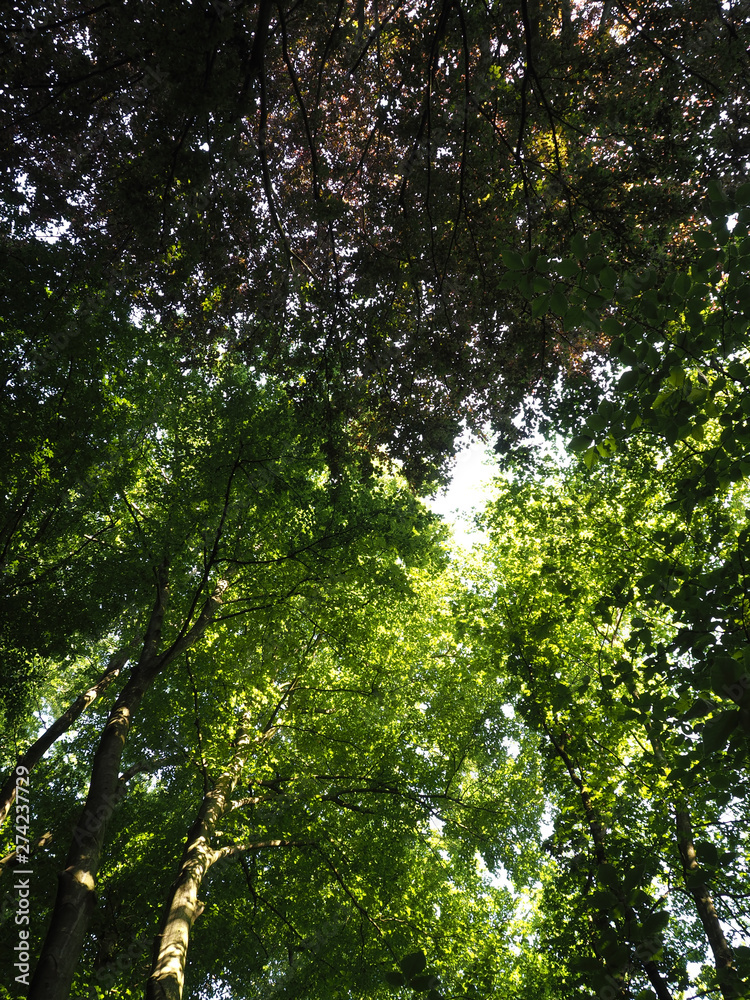 Treetops in the forest Treetops in the forest