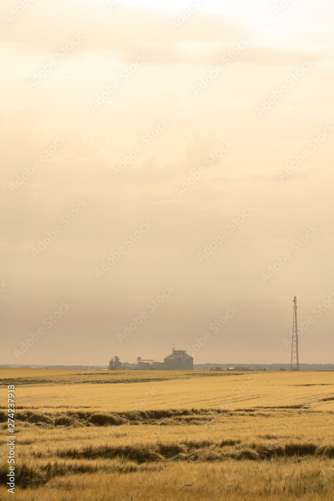 Wheat harvest destroyed by a thunderstorm. Morning summer landscape Wheat harvest destroyed by a thunderstorm. Morning summer landscape