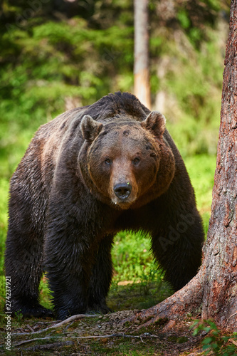 Male brown bear (Ursus arctos) in the forest © lucaar
