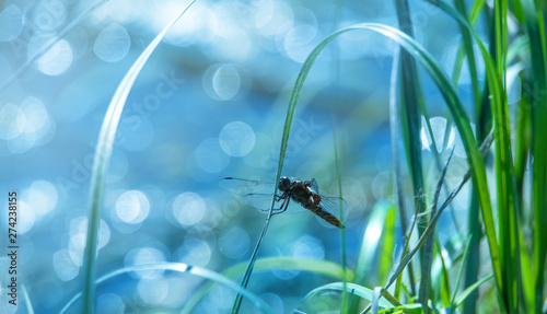 A dragonfly is sitting in the reed. In the background the sunlight glistens on the water of a lake. Concept untouched nature.