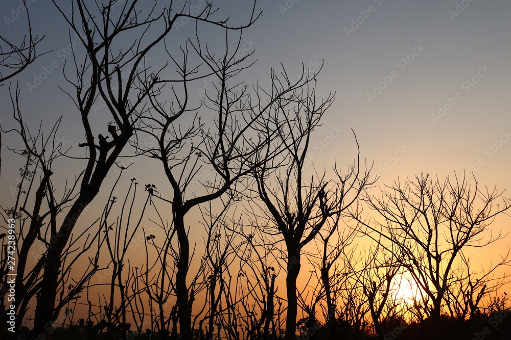 sunset sky and tree sunset sky and tree