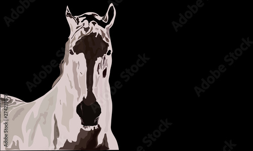 White horse on black background