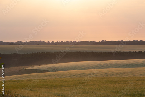 Wheat field in early summer, green wheat spoon © maykal