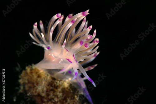Nudibranch Coryphellina rubrolineata. Underwater macro photography from Anilao, Philippines © Oksana