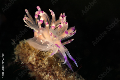 Nudibranch Coryphellina rubrolineata. Underwater macro photography from Anilao, Philippines © Oksana