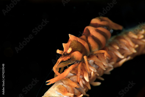 Zanzibar Whip Coral Shrimp (Dasycaris zanzibarica). Underwater macro photography from Anilao, Philippines photo