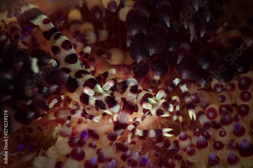 Coleman Shrimps (Periclimenes colemani) sitting as pair on fire urchins. Underwater macro photography from Anilao, Philippines