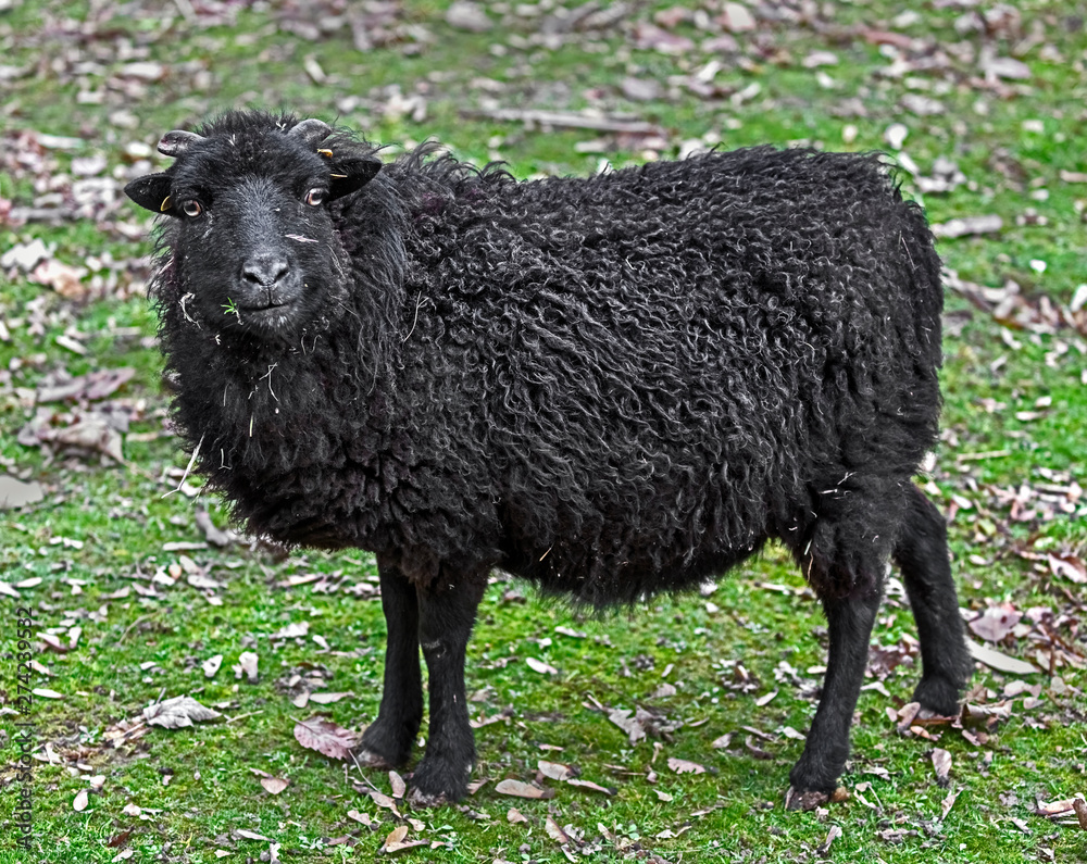 Fototapeta premium Ouessant domestic sheep 