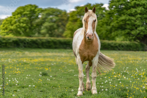 Skewbald horse in field with flowers