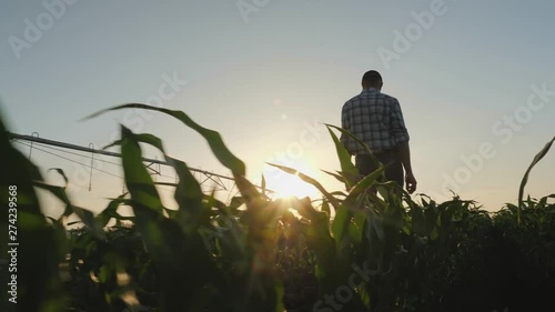 Farmer walking through a cornfield at sunset
