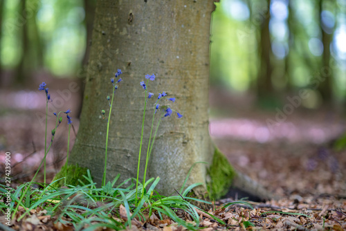 Bluebells at base of tree