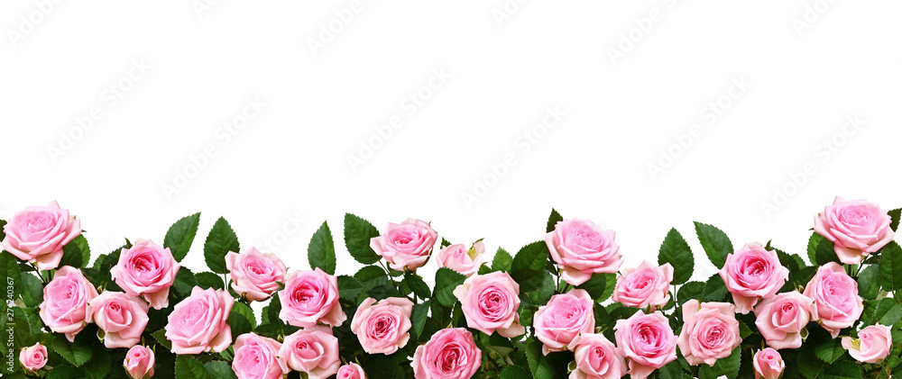 Pink rose flowers in a border arrangement
