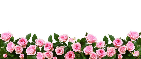 Pink rose flowers in a border arrangement