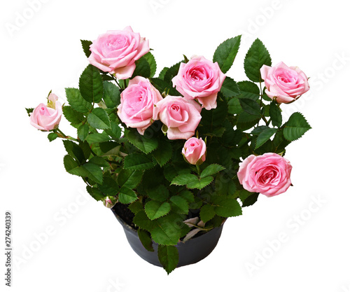 Pink rose flowers in a pot