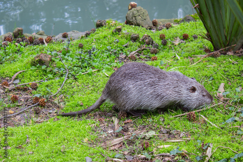 Nutria search for food near the river, harmful animal. Wild nutria inhabit ponds and rivers.