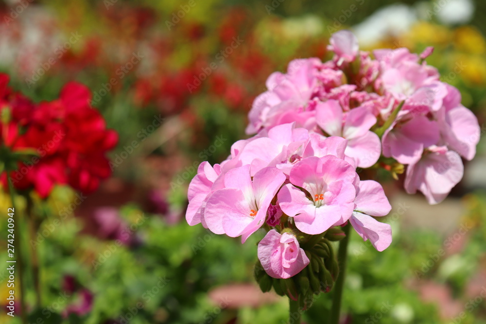 Obraz premium Pink Flower