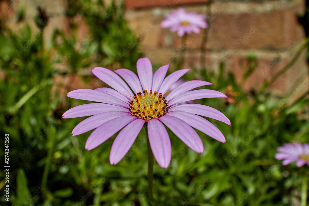 Beautiful pink Osteospermum (African Daisy) flower on a sunny spring day. Beautiful pink Osteospermum (African Daisy) flower on a sunny spring day.