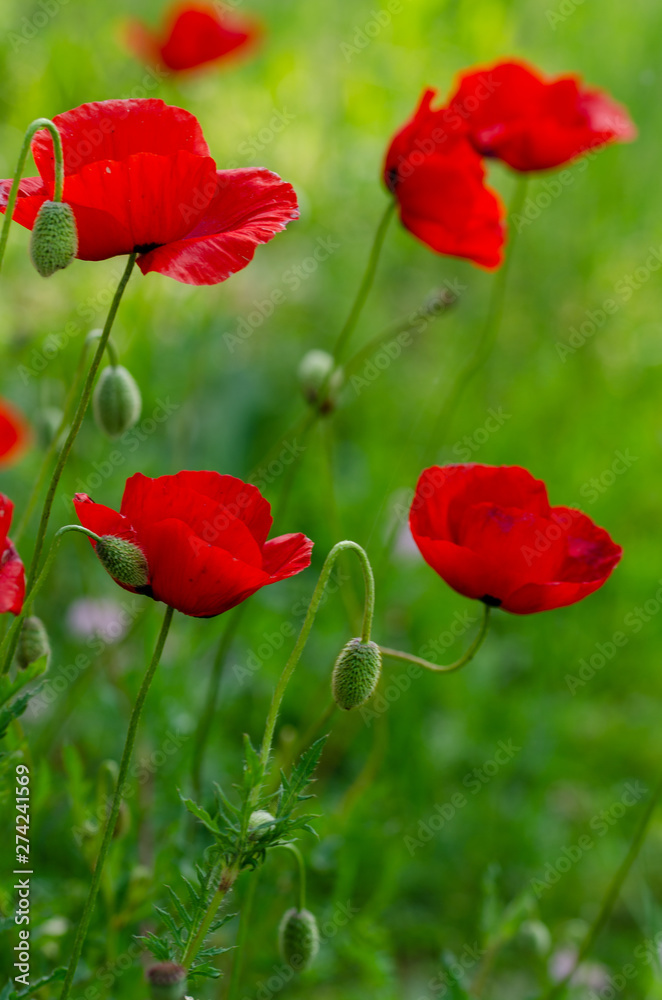 Fototapeta premium Red poppy flowers in a field, banner. Shallow depth of field