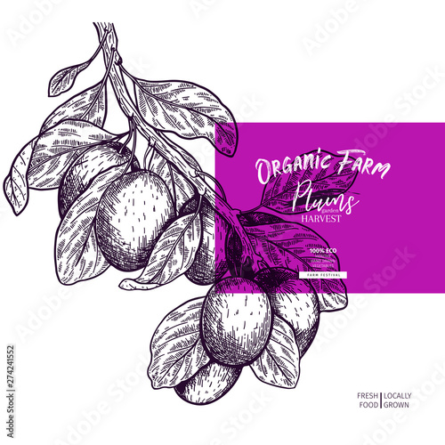 Hand drawn banner of plums. Summer colored harvest. Vector vintage engraved style. Autumn garden fruits and berries. Fall holiday flyer. Thanksgiving, farm festival, food market design.