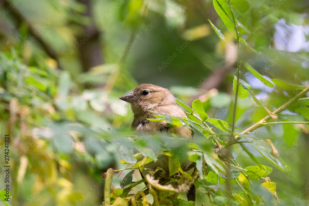 Chaffinch on a branch Chaffinch on a branch