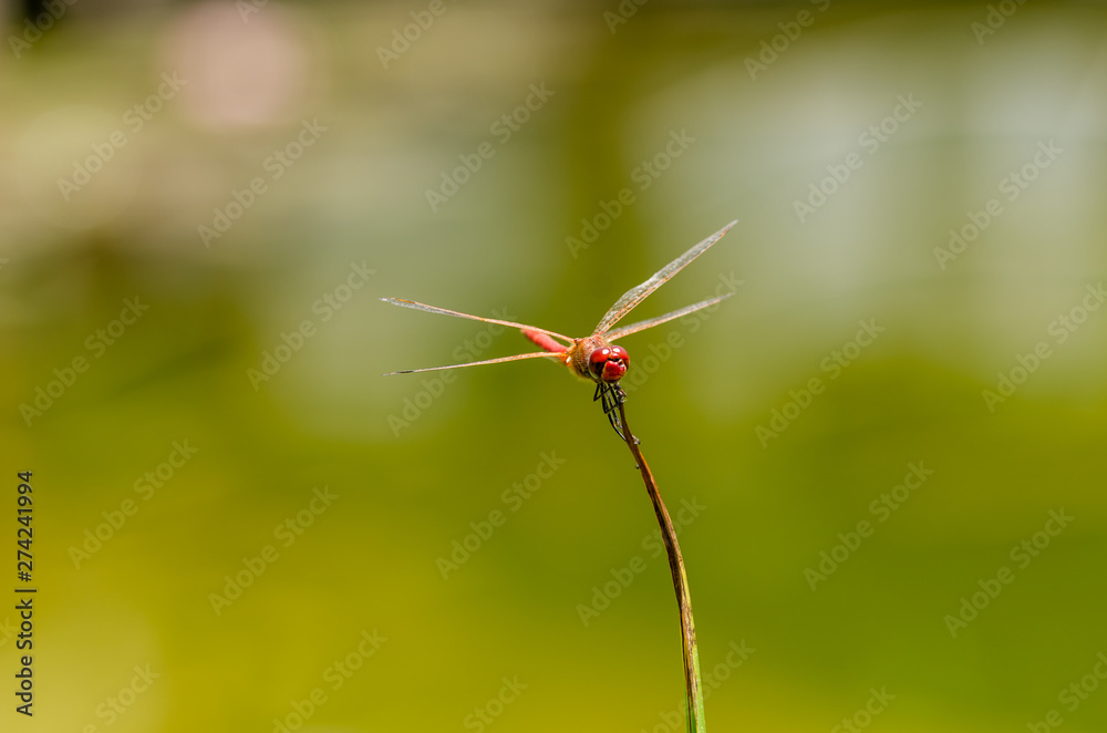 A Great dragonfly sitting on a leaf of a plant. A Great dragonfly sitting on a leaf of a plant.