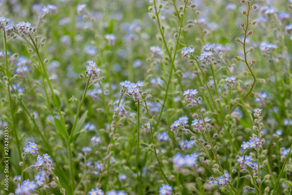 True forget-me-nots Myosotis scorpioides- the alpine dainty perennial that blooms in early summer.