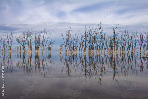 Dead trees in the lake. City of Epecuen submerged. .