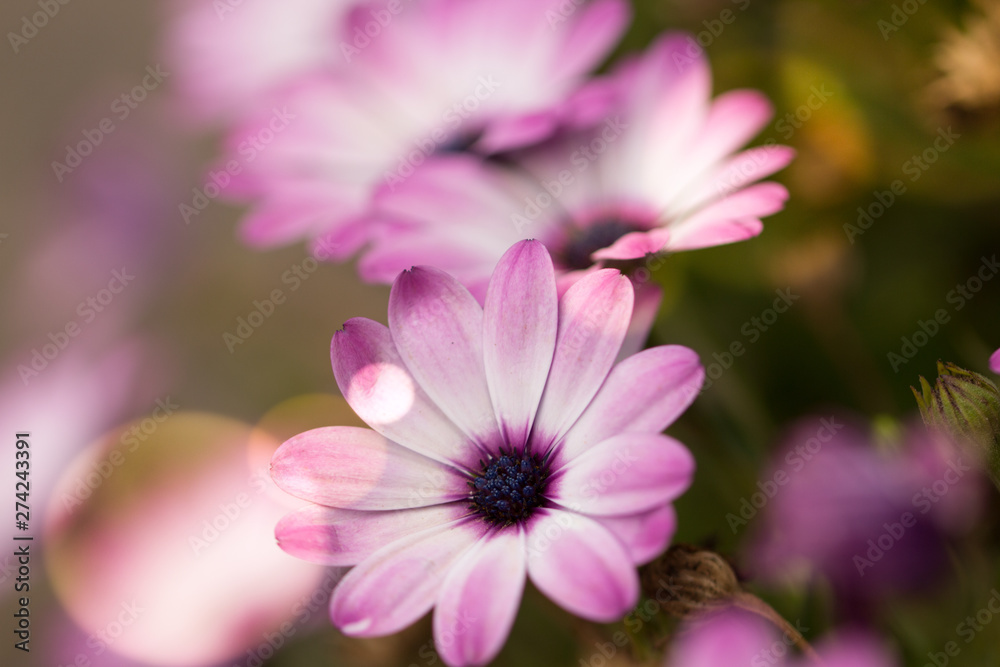 Obraz premium große Blüten rosa weiß