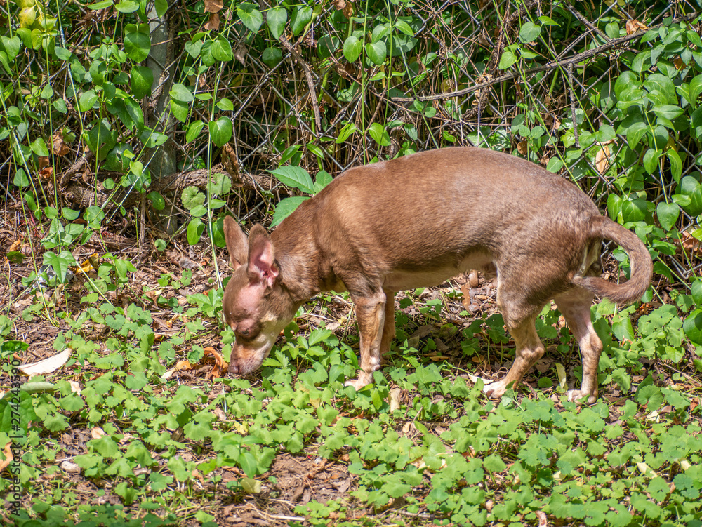 brown dog outside near a fence covered with weeds brown dog outside near a fence covered with weeds