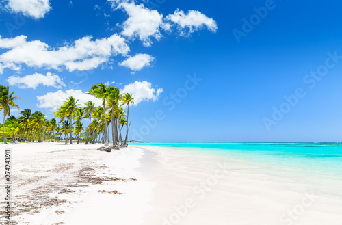 Coconut Palm trees on white sandy beach. © preto_perola
